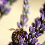 Lavande abeille03
